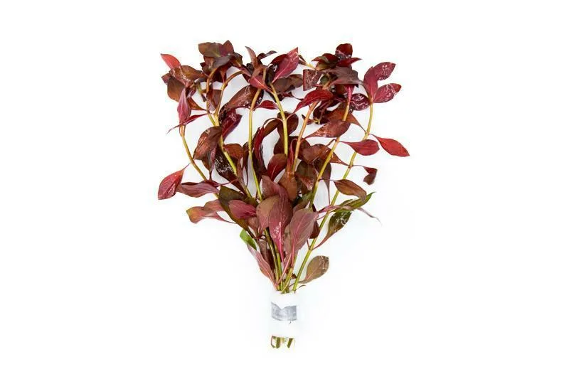 Людвигия Перуанская "Даймонд" (Ludwigia peruensis 'diamond')