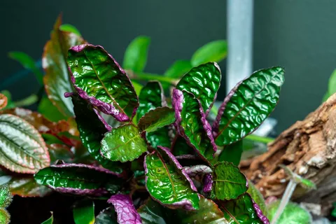 Хемиграфис колората крупнолистный (Hemigraphis colorata “Big Leaves)