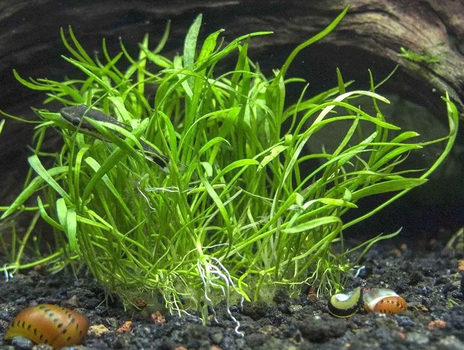 Лилаеопсис новозеландский (Lilaeopsis novaezelandiae)