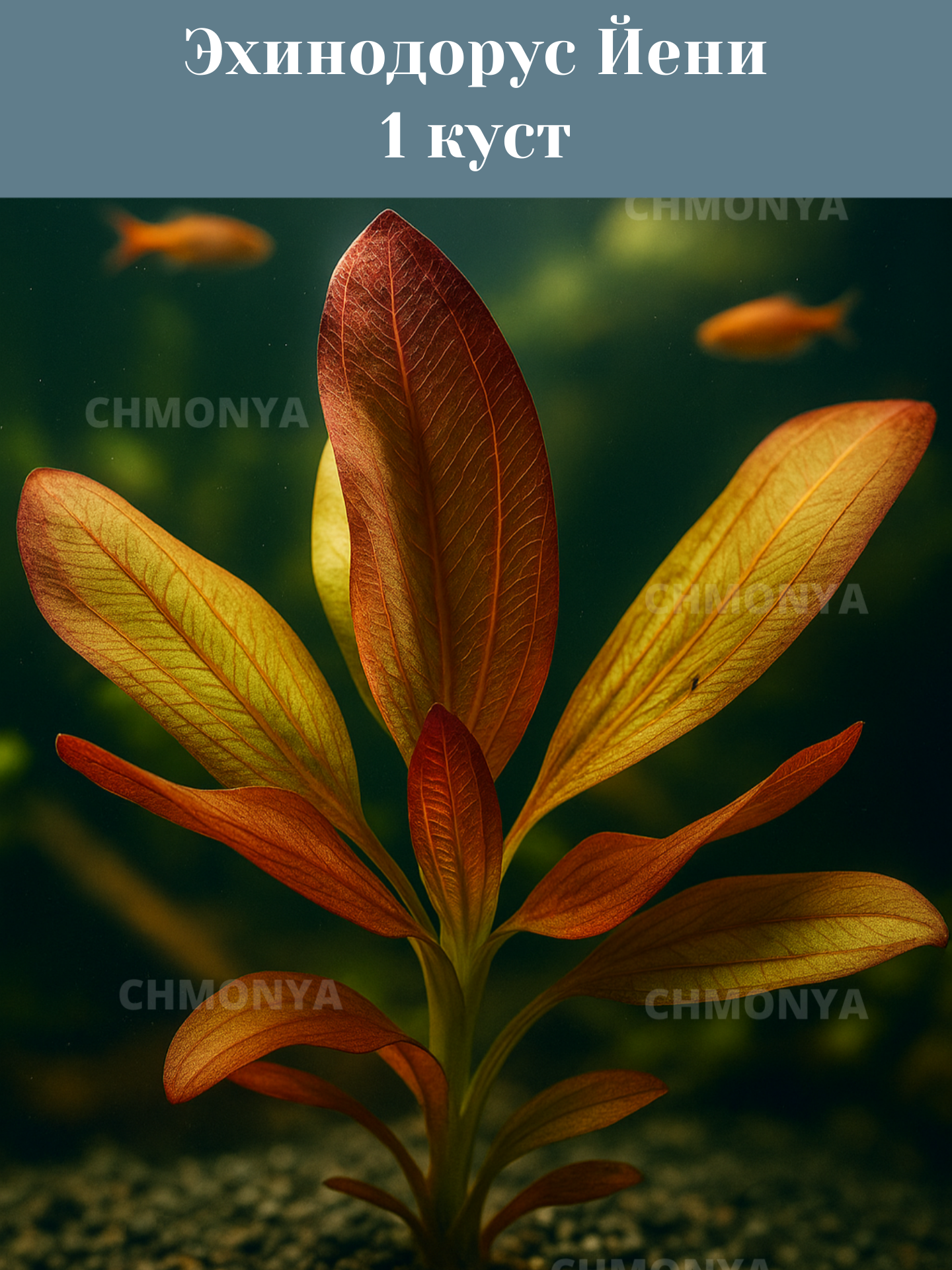 Эхинодорус Йени