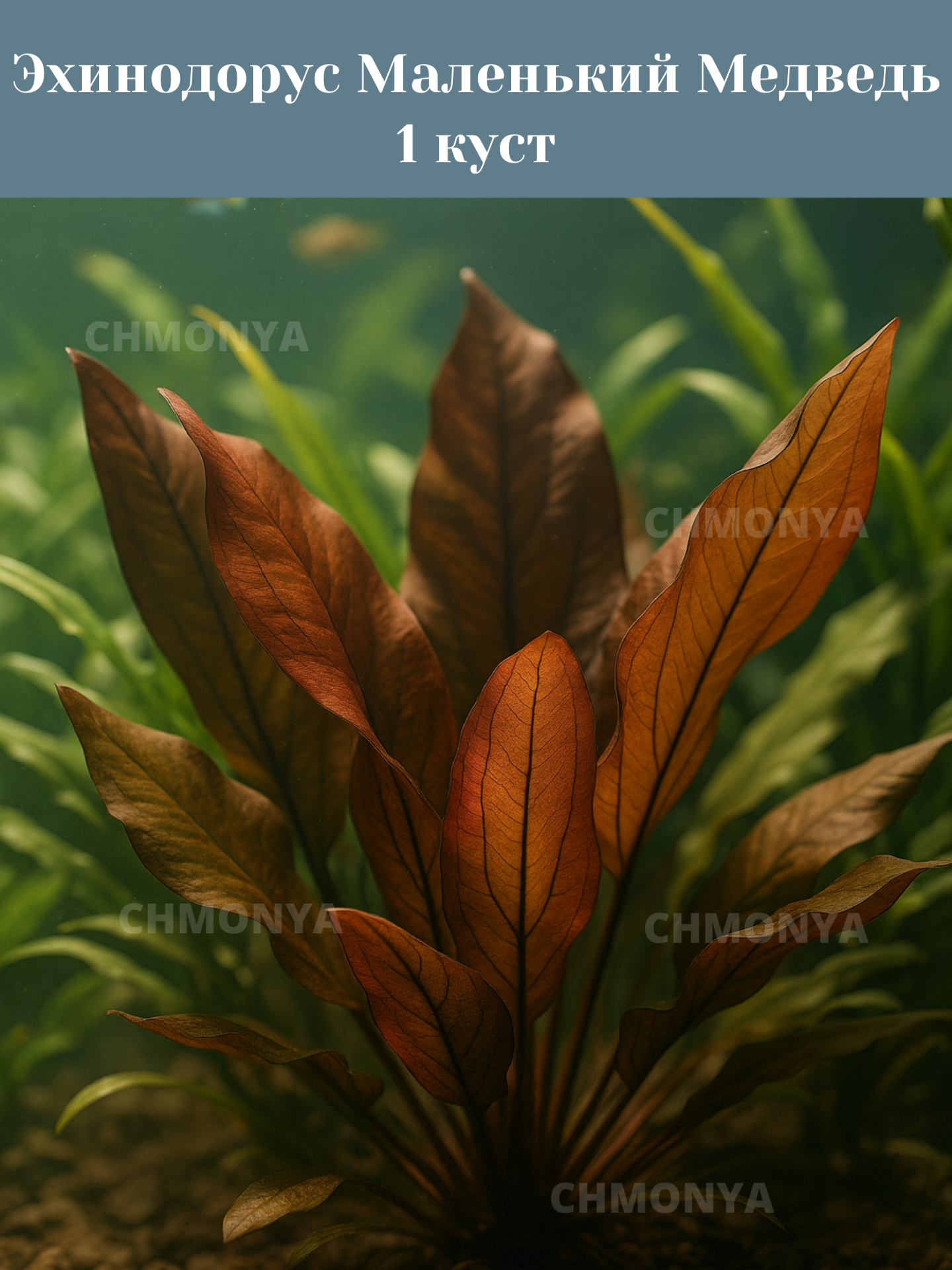 Эхинодорус малый медведь