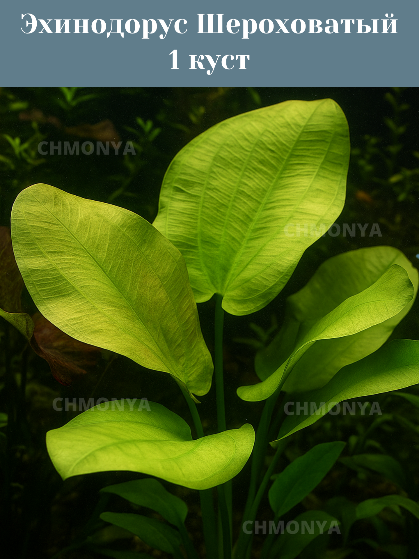 Эхинодорус Шероховатый