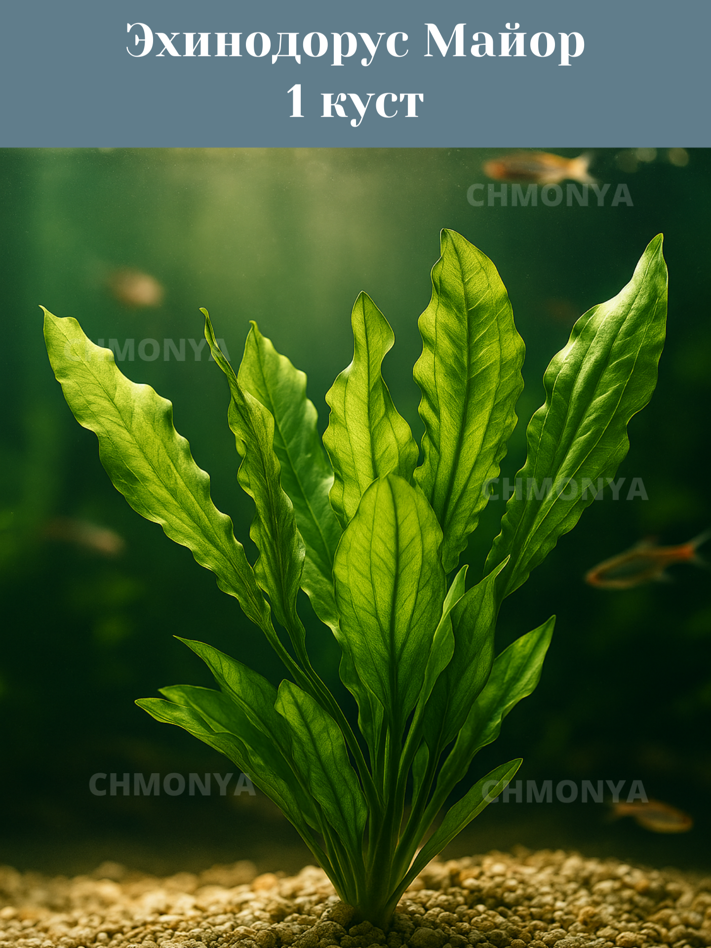 Эхинодорус Майор