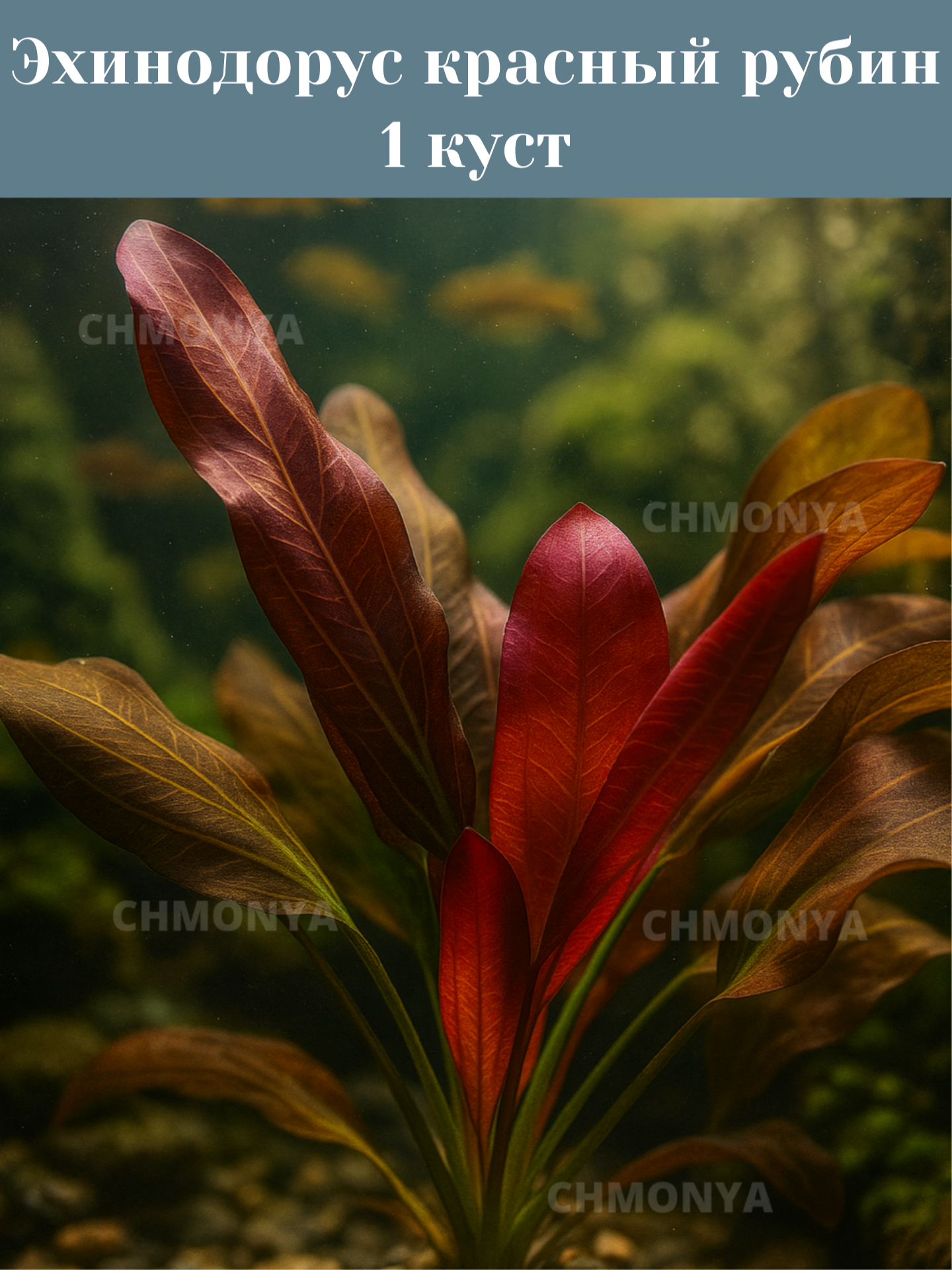 Эхинодорус Красный Рубин