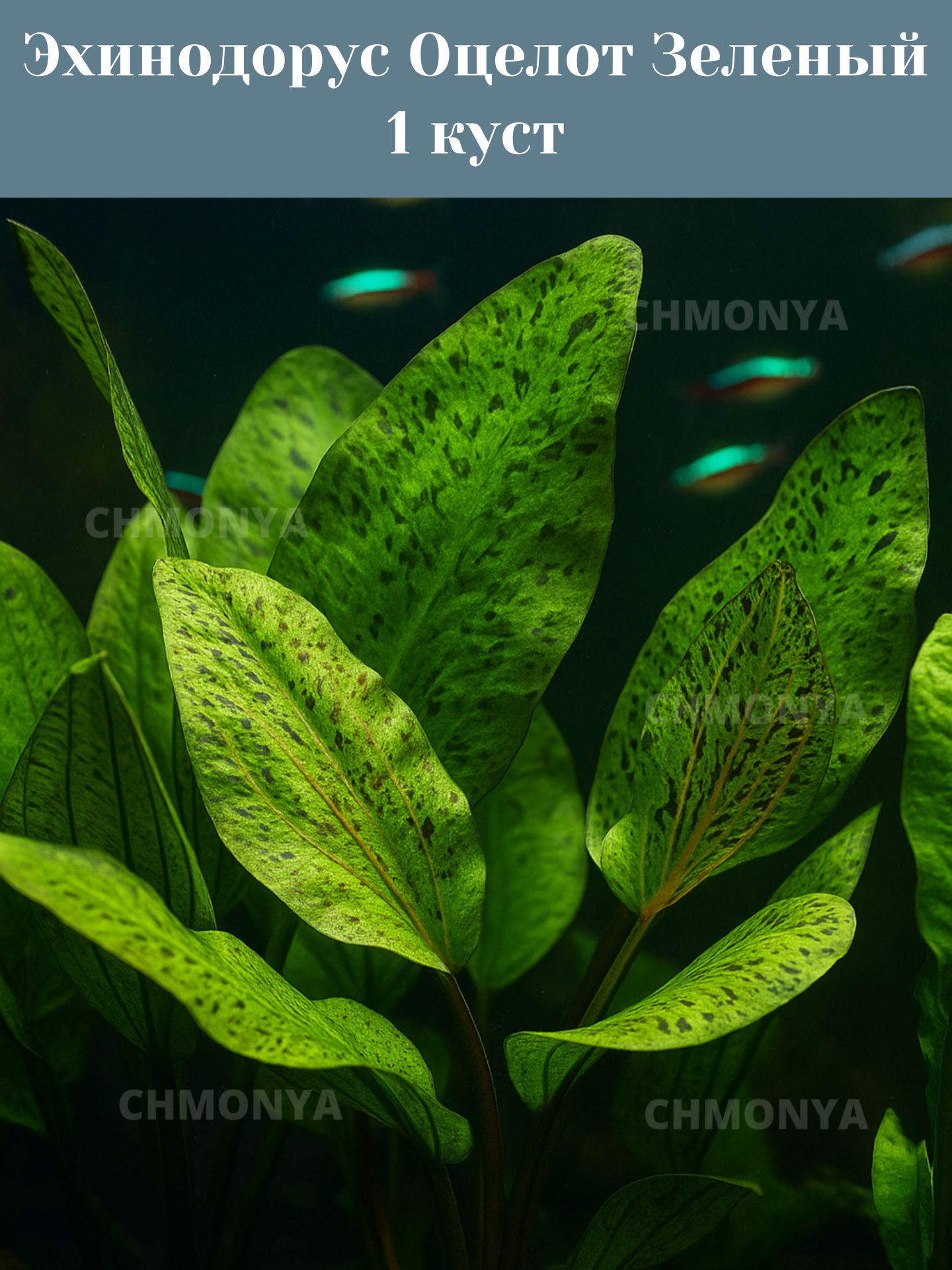 Эхинодорус оцелот зеленый