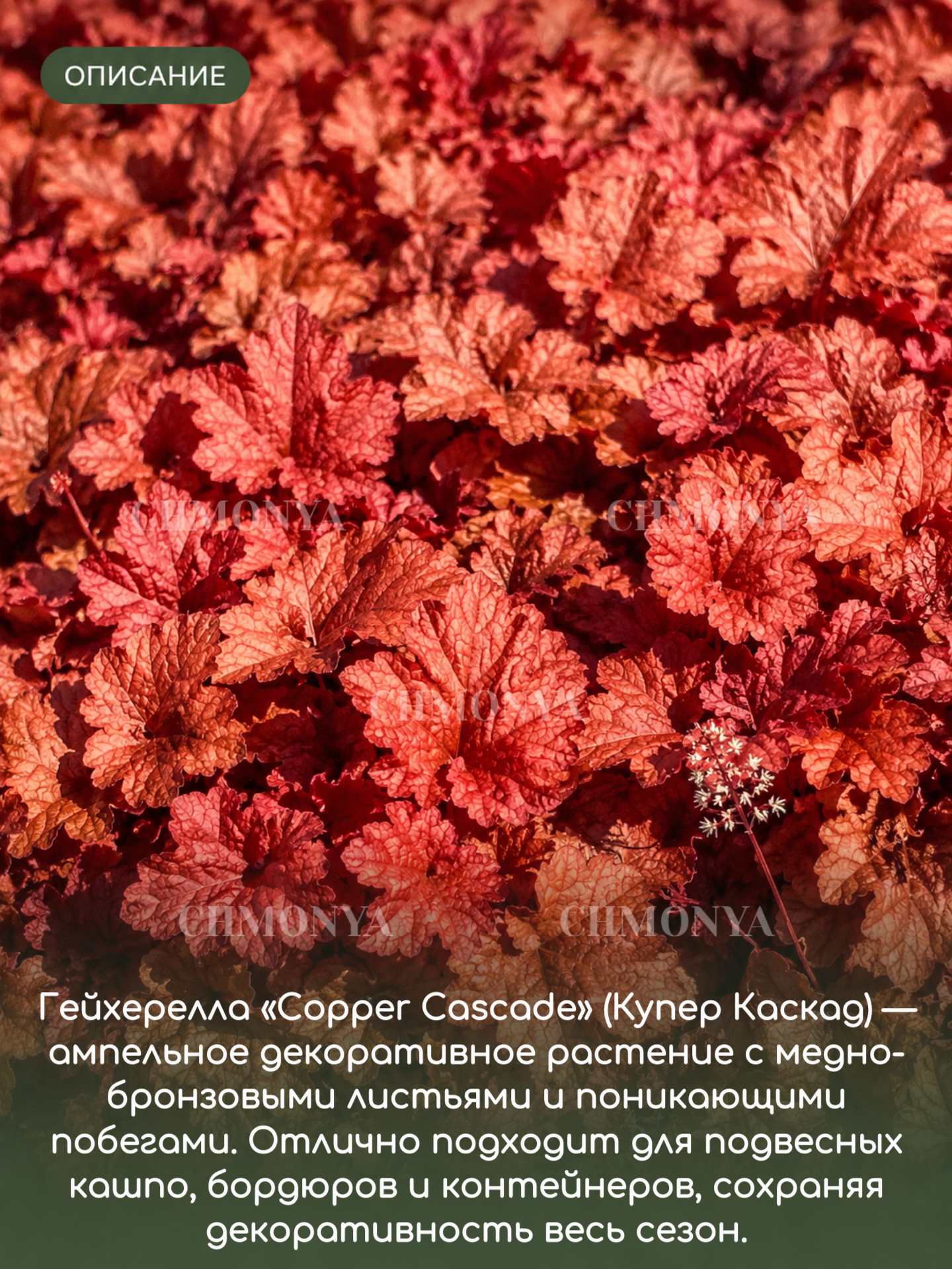 Гейхера Купер Каскад