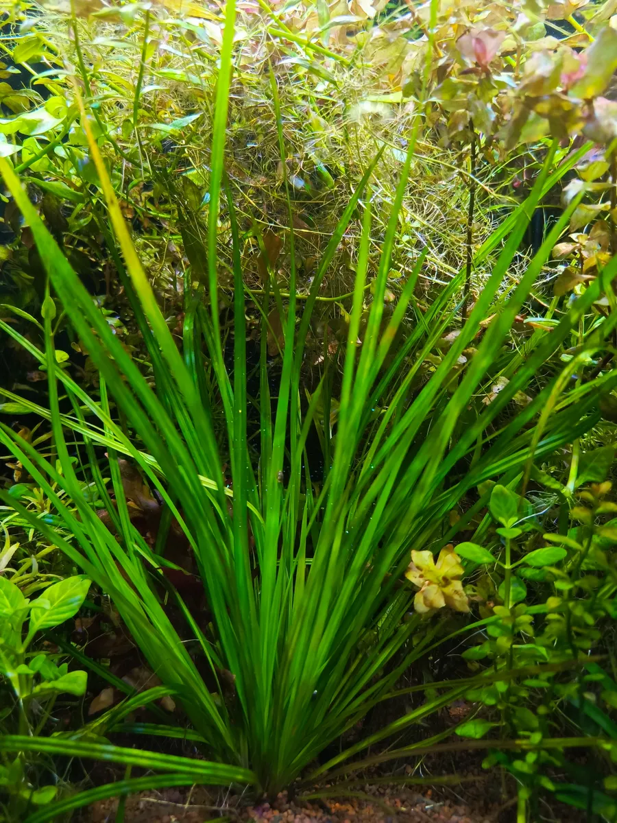 Циперус Хелфера (Cyperus Helfri)