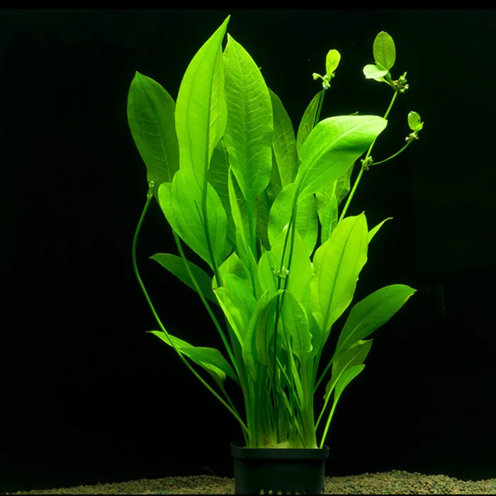 Эхинодорус Американский (Echinodorus americanus)