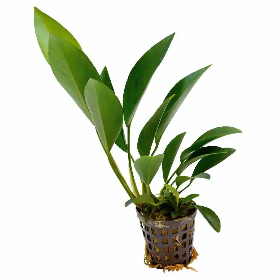 Анубиас Конгензис (Anubias Kongoniesis)