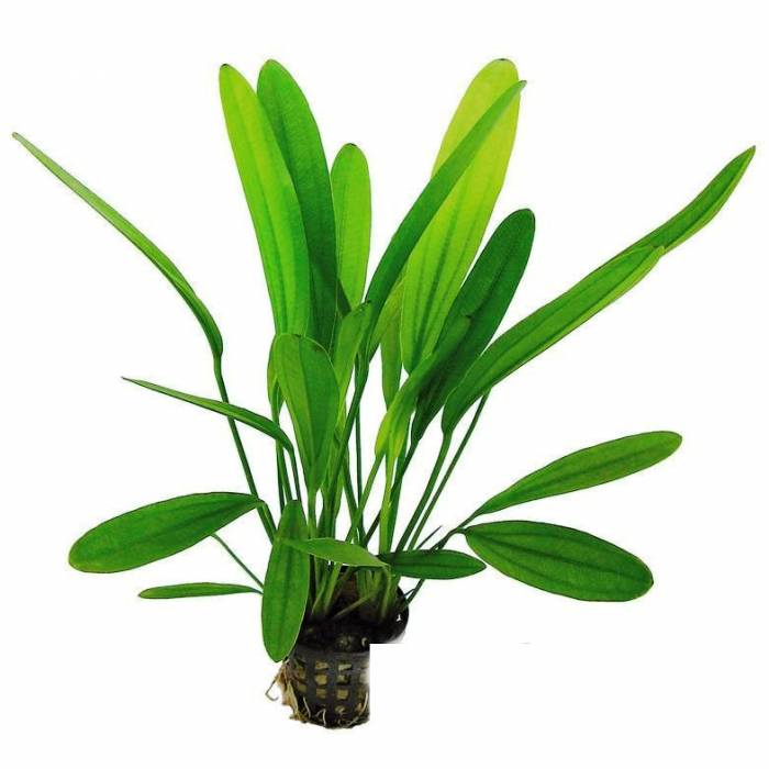 Эхинодорус Африканский