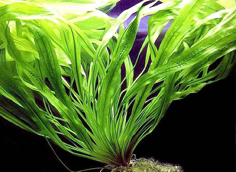 Эхинодорус Африканский