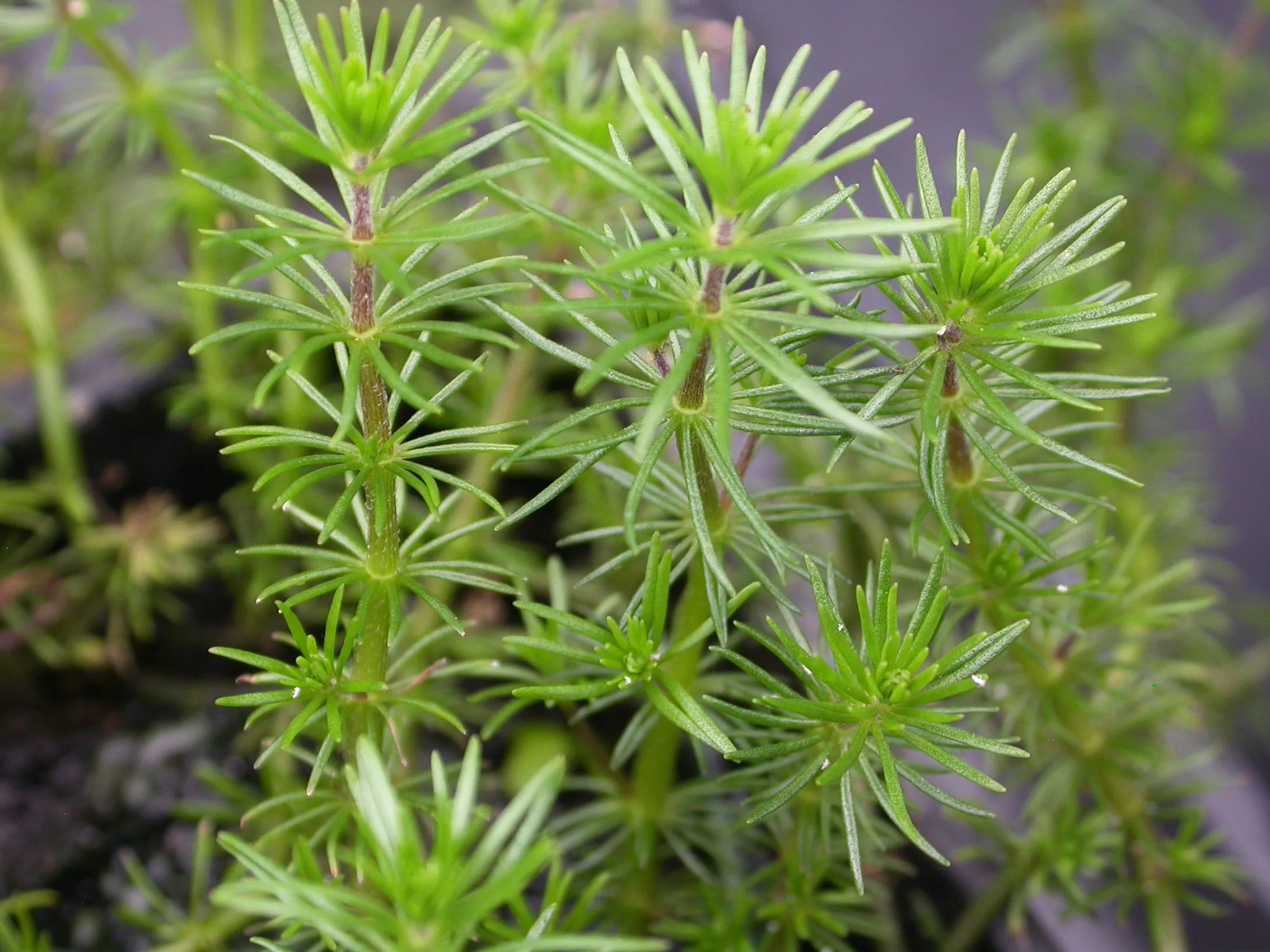 Бакопа перистолистная (Bacopa myriophylloides)