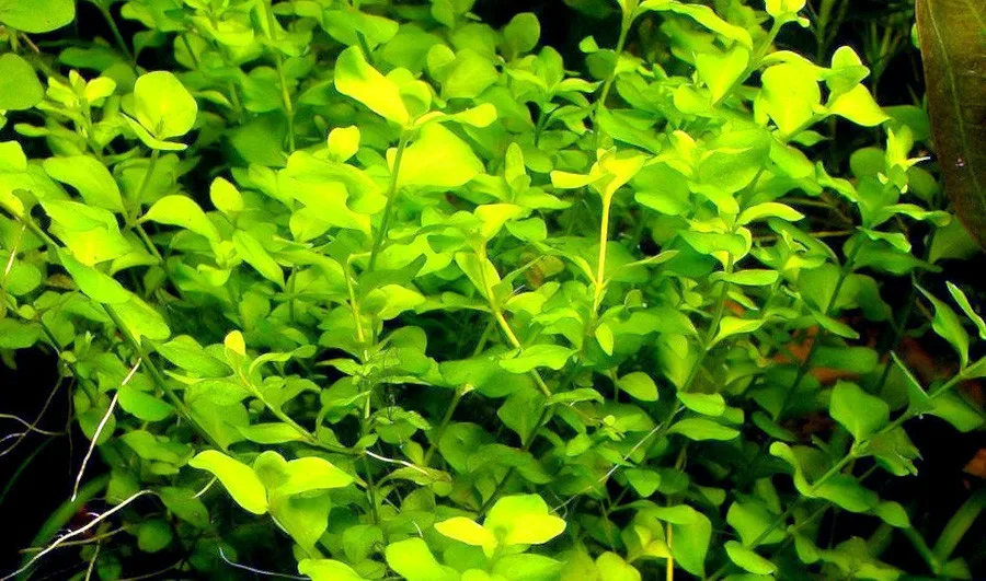 Бакопа Монье (Bacopa Monnier)