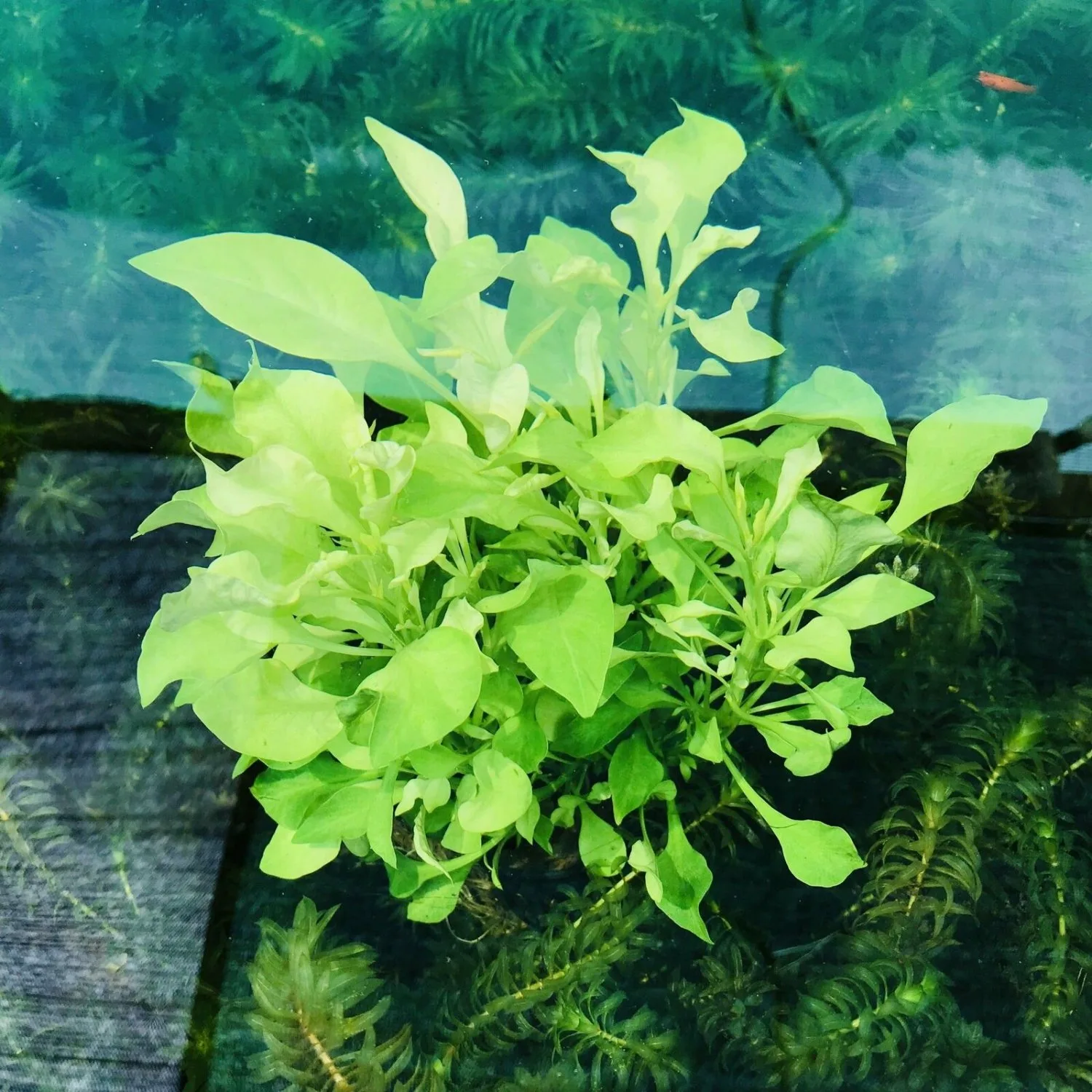 Альтернантера Беттцикиана вариегатная (Alternanthera bettzickiana variegata)