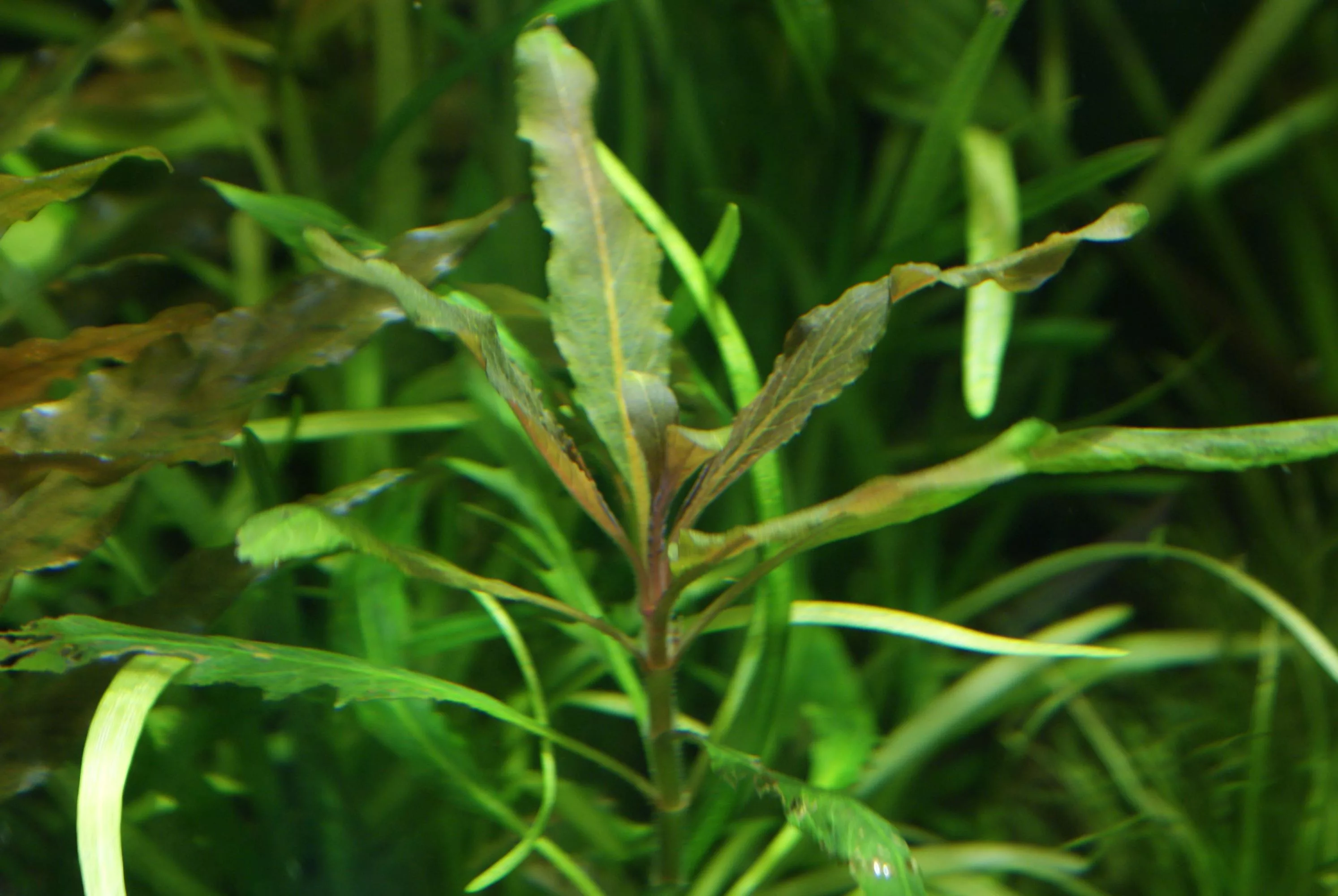 Стаурогин Бихар (Staurogin Bihar)