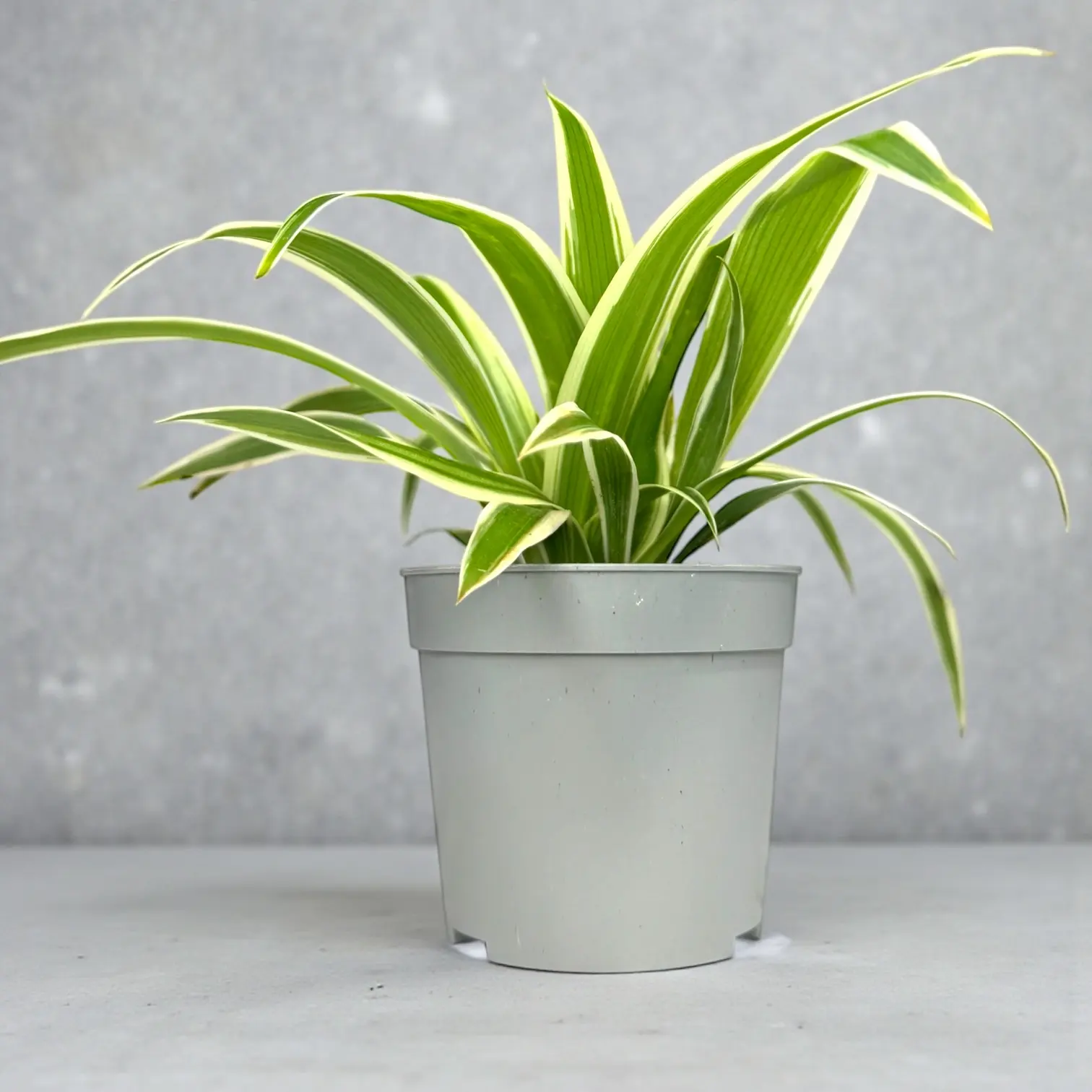 Хлорофитум Биккети (Chlorophytum bichetii)