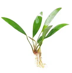Криптокорина блестящая (Cryptocoryne lucens)