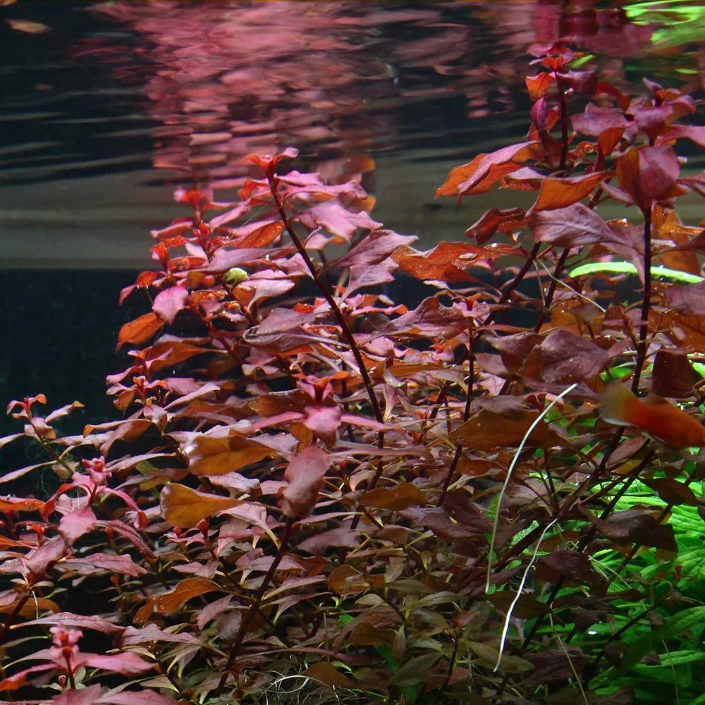 Людвигия болотная красная ( Ludwigia palustris 'Red' )