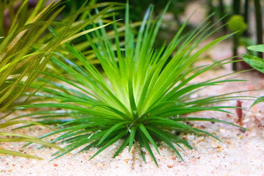 Эриокаулон Вьетнам (Eriocaulon sp. Vietnam)