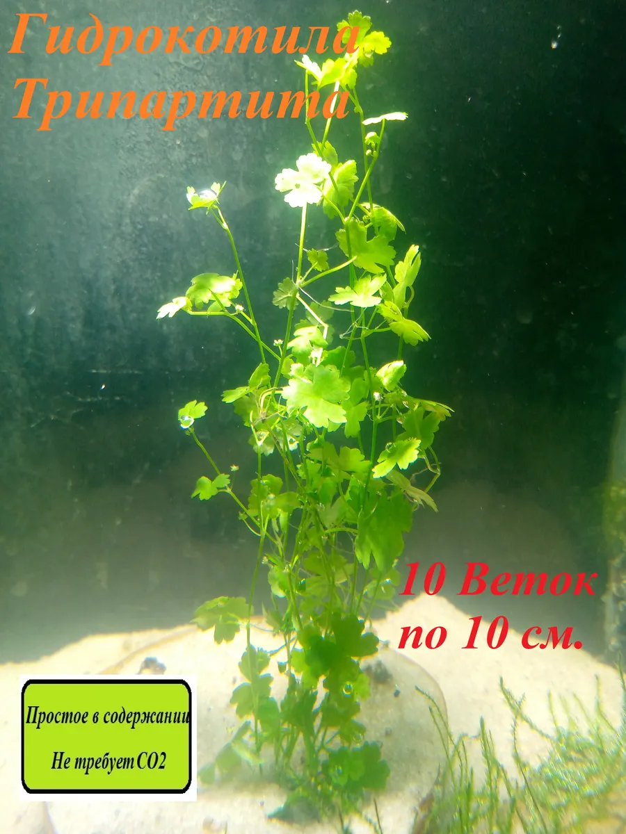 Гидрокотила Трипартита (Hydrocotyle tripartita)