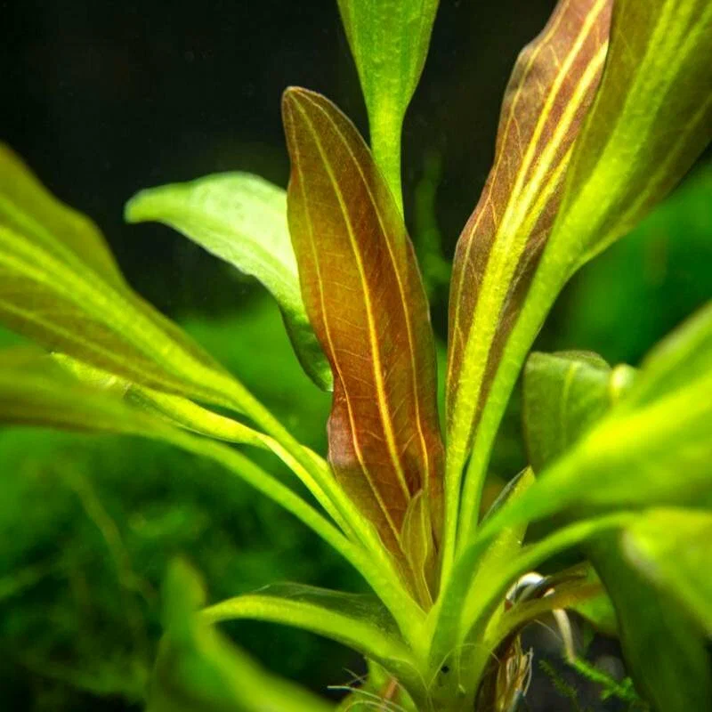 Эхинодорус Горемана красный (Echinodorus horemanii 'Red')