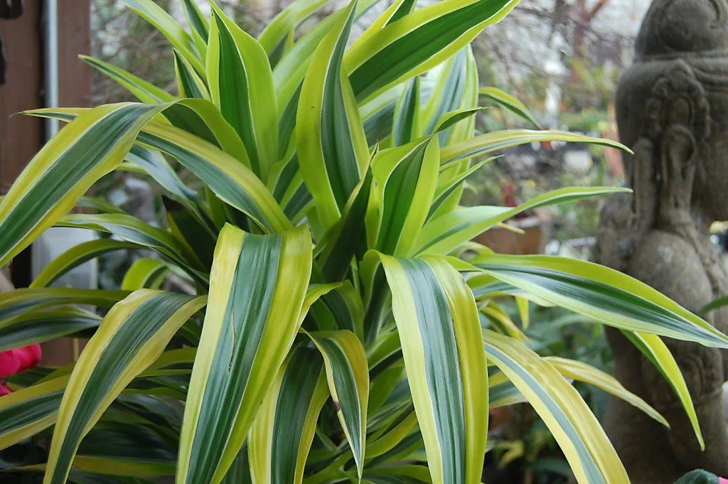 Драцена Пестрая (Dracaena variegatus)