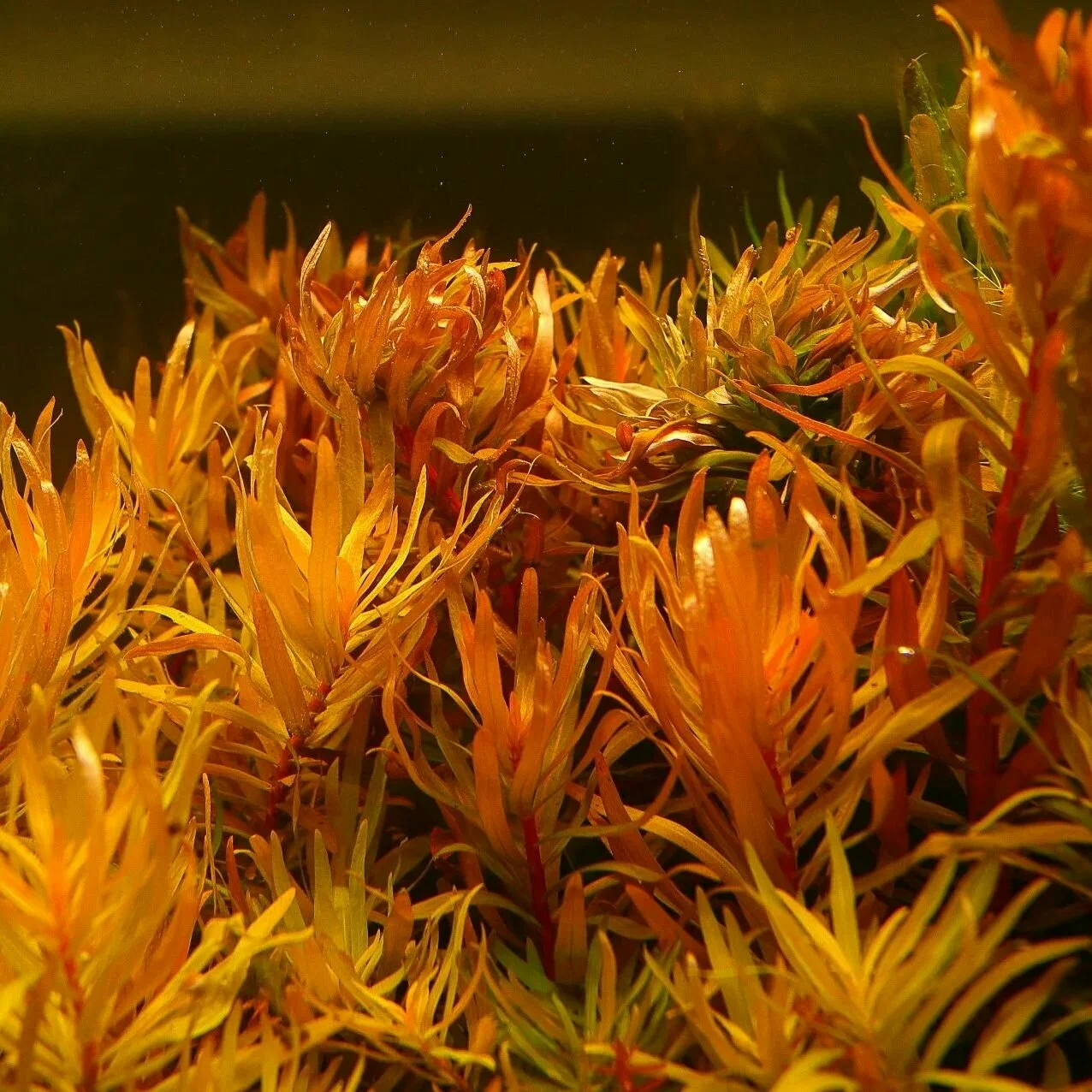 Несея педицеллата “Золотая” (Nesaea pedicellata ‘Golden’)