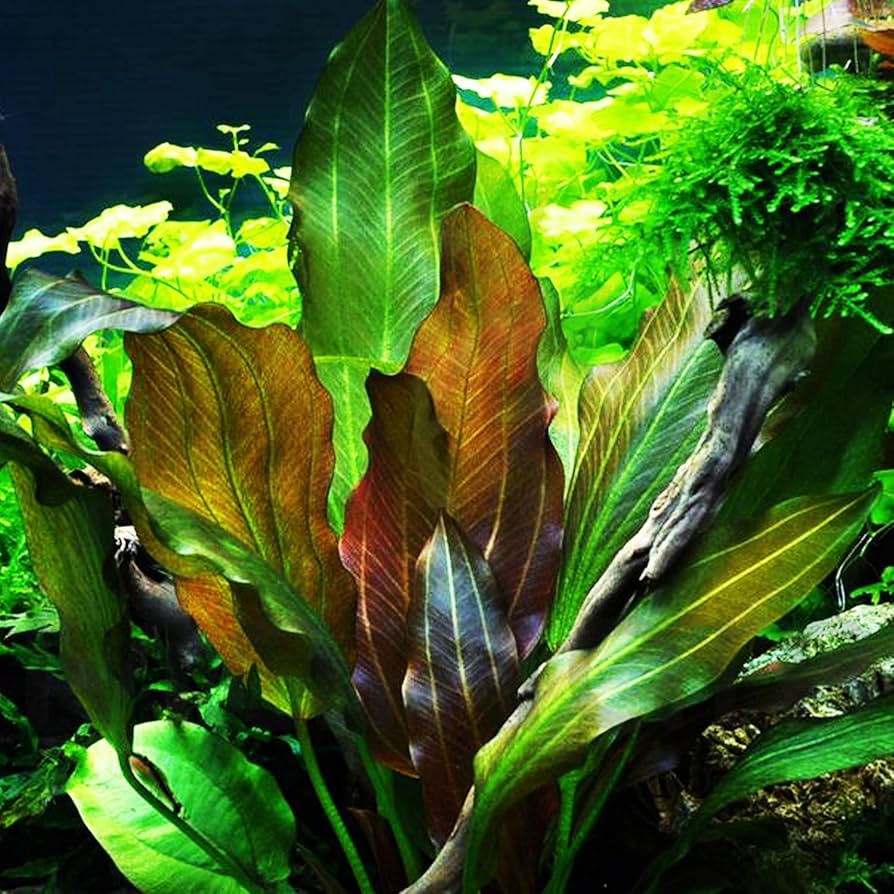 Эхинодорус Большой Медведь