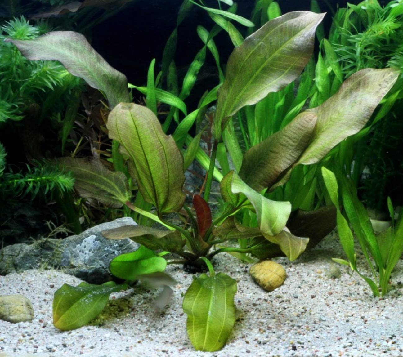 Эхинодорус Большой Медведь