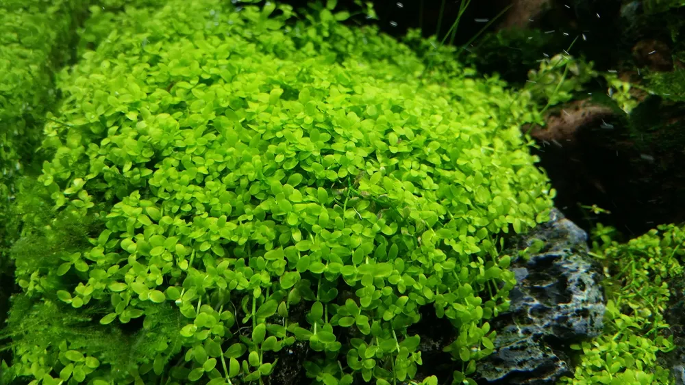 Лобелия кардиналис «Вэйви» (Lobelia cardinalis “Wavy”)