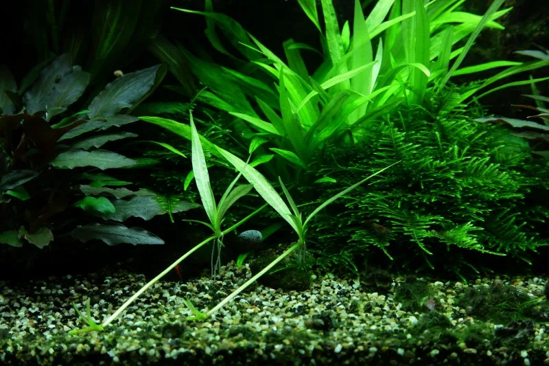 Эхинодорус Квадрикостатус (Echinodorus quadricostatus)