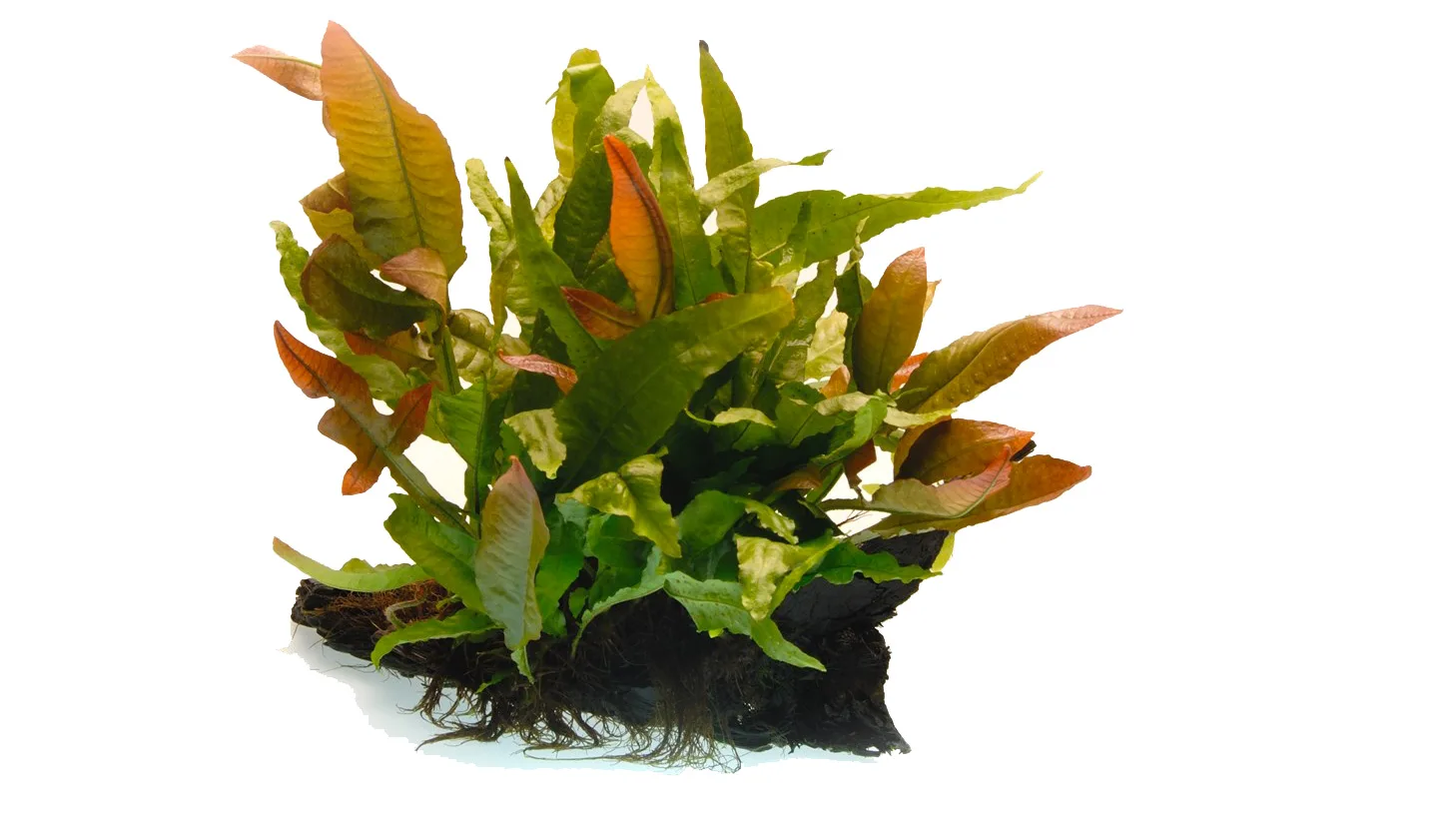 Таиландский папоротник “Коралл” (Microsorum pteropus "Coral")
