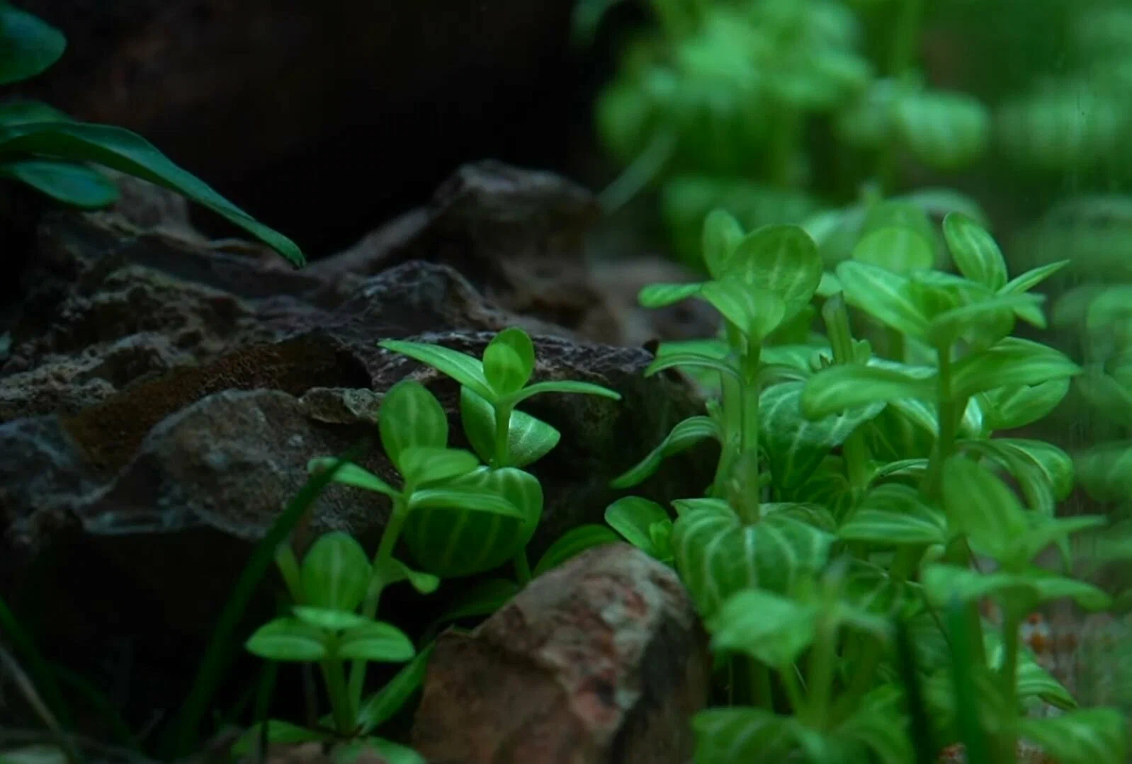 Линдерния круглолистная (Lindernia rotundifolia)
