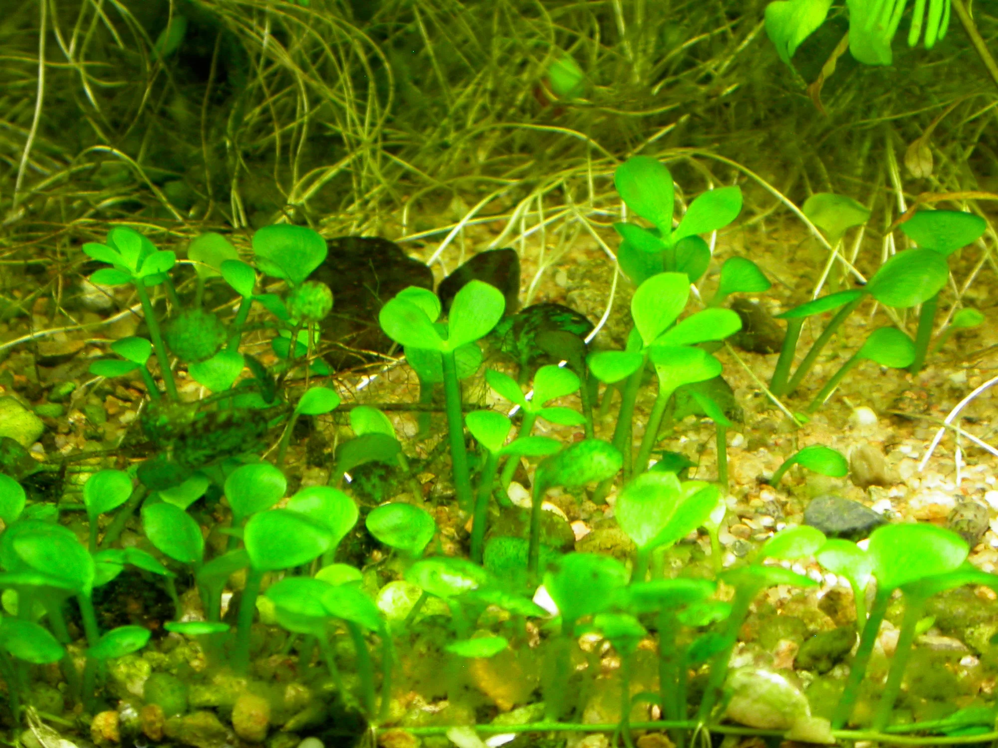 Марсилия крената (Marsilea crenata)