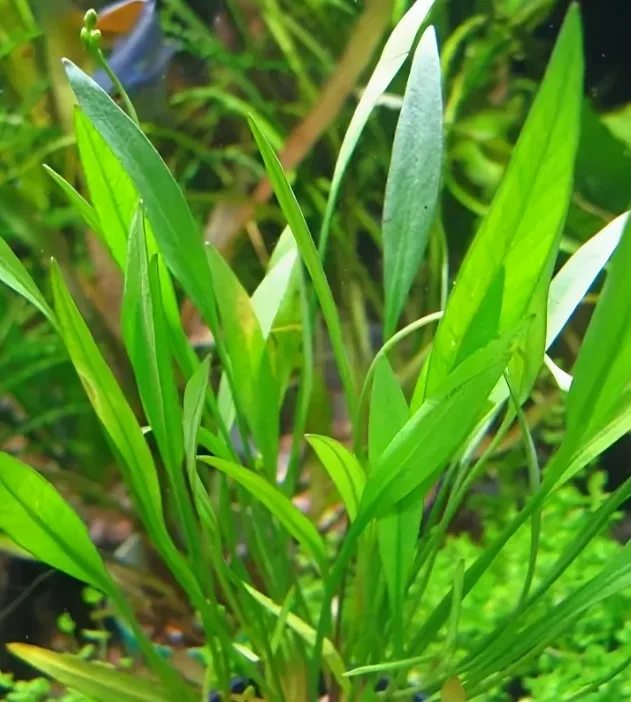 Эхинодорус Ксингу (Echinodorus xingu)