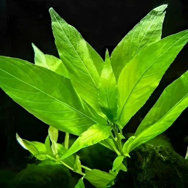 Лимонник сиамский (Nomaphila Siamensis)