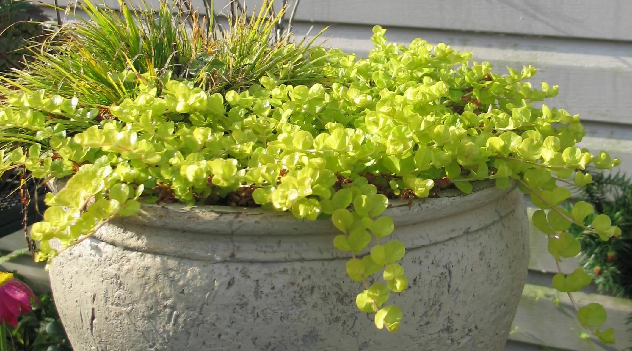 Вербейник монетчатый Золотой (Lusimachia nummularia golden)