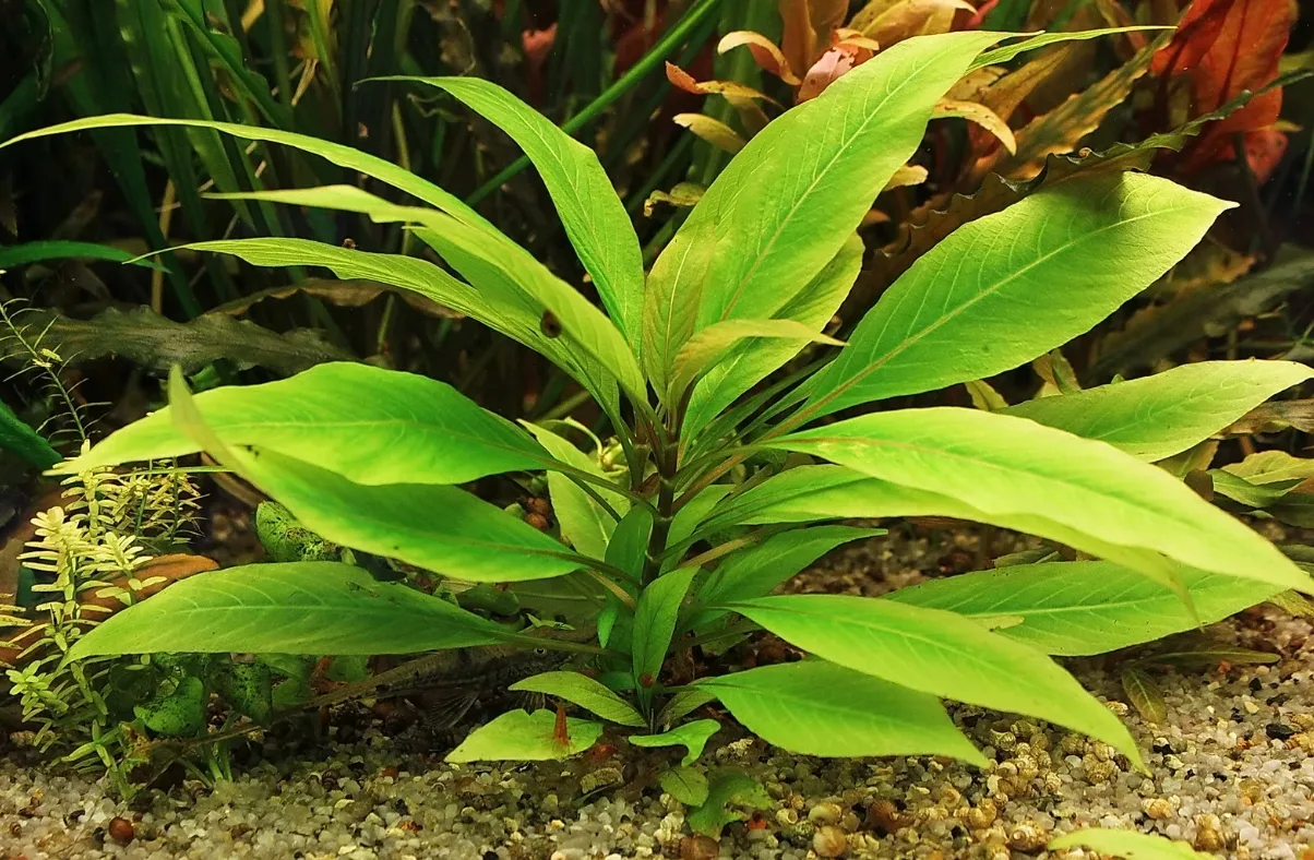 Лимонник пестрый (Nomaphila 'Variegatus')