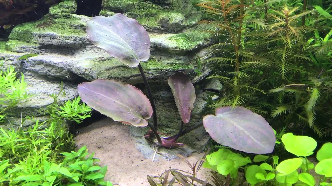 Лагендара Меебольда Красная (Lagenandra meeboldii "Red Round")