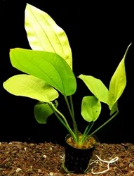 Эхинодорус Мраморный