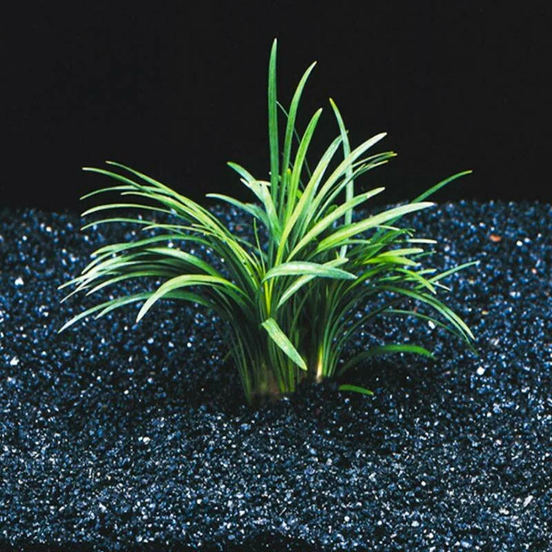Офиопогон Японский (Ophiopogon japonicus)