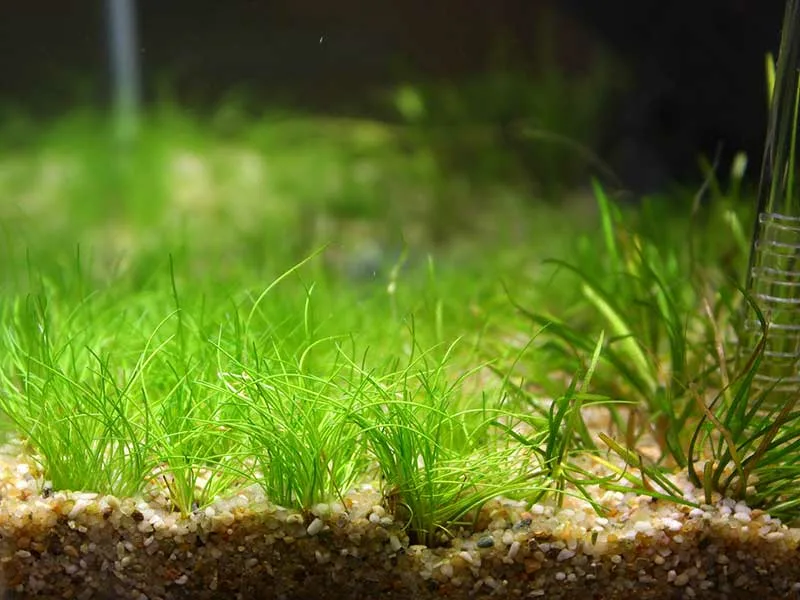 Элеохарис Парвула (Eleocharis parvula)