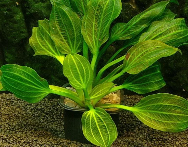 Эхинодорус горизонтальный пестрый (Echinodorus horizontalis Variegated)