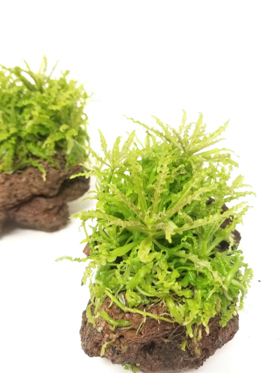 Погостемон хелфери (Pogostemon helferi)