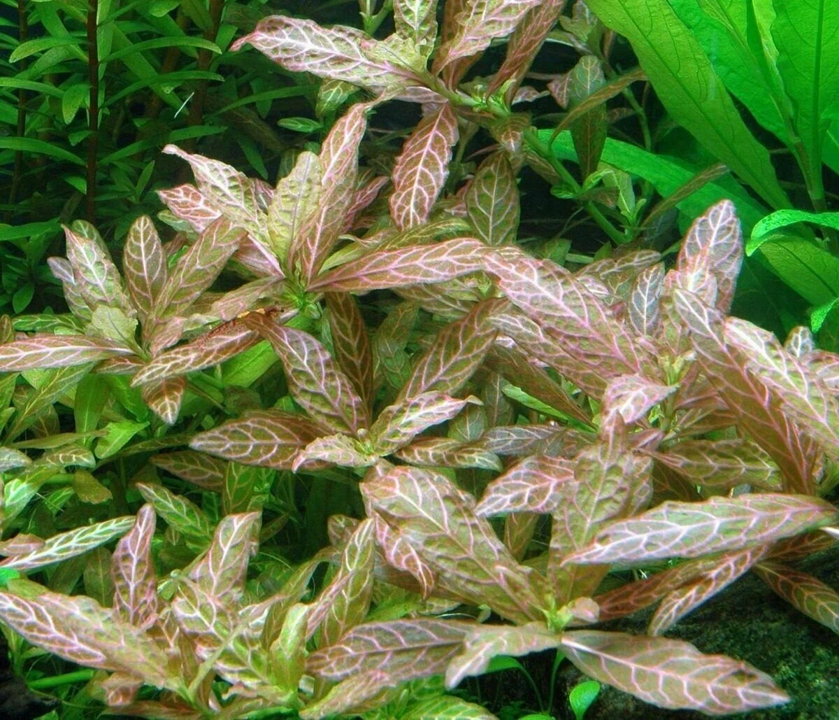 Гигрофила Узорчатая (Hygrophila "Rosea Nervig")