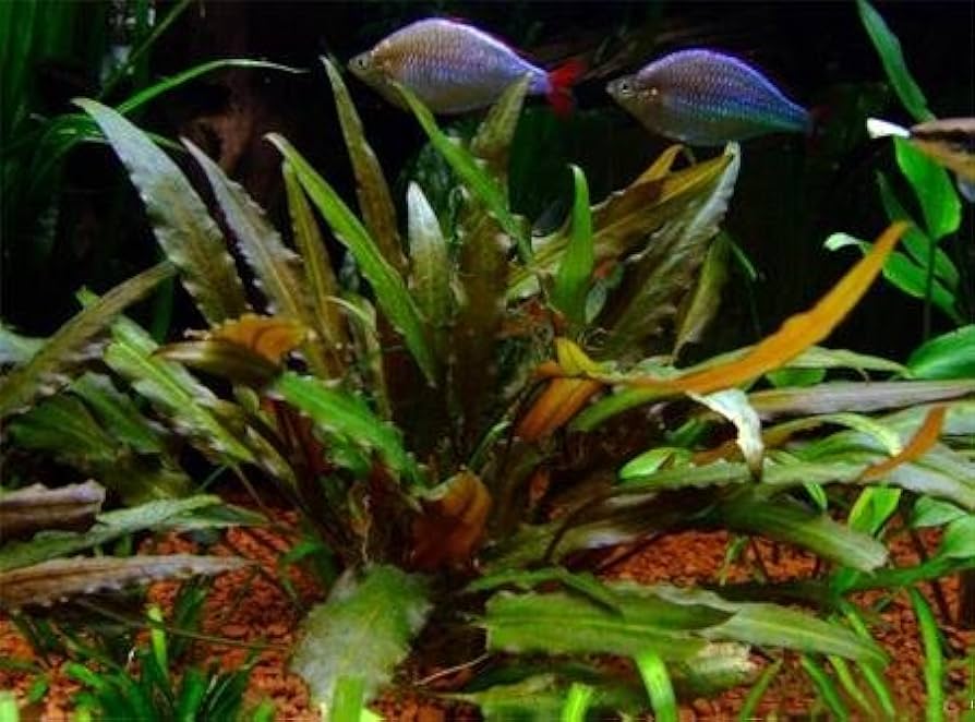 Криптокорина Петча