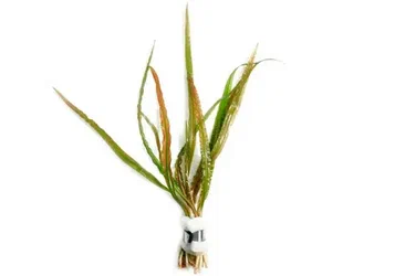Криптокорина ретроспиралис (Cryptocoryne retrospiralis )