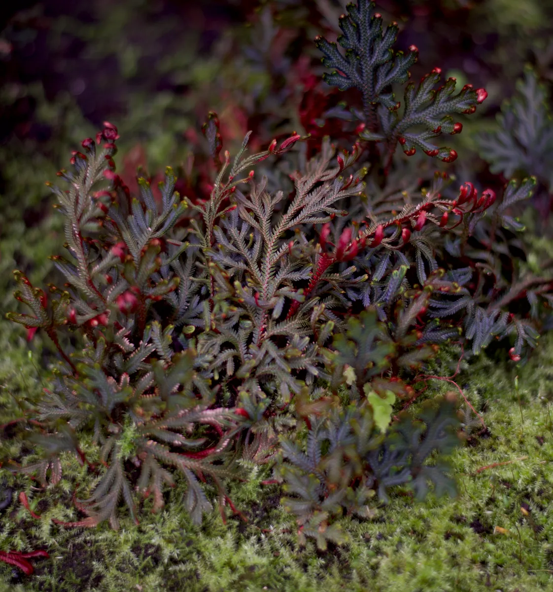 Селагинелла эритропус Red (Selaginella erythropus ‘Red’)