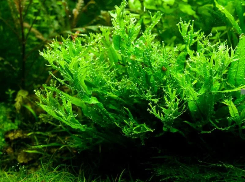 Папоротник тайландский рогатый (Microsorum pteropus Windelov)