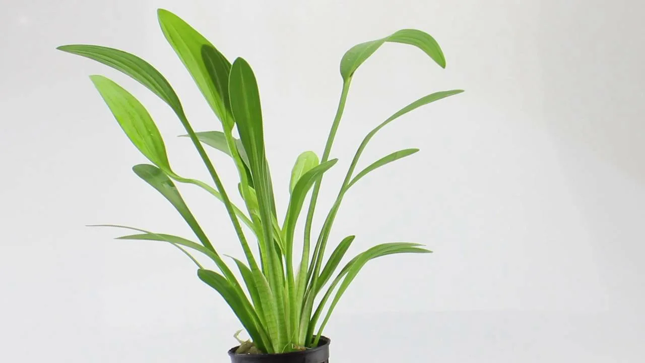 Саггитария платифилла (Sagittaria platyphylla)